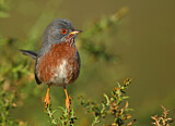 Image. Dartford Warbler