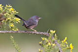 Image. Dartford Warbler