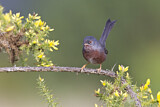 Image. Dartford Warbler