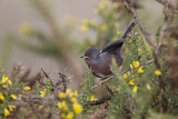 Image. Dartford Warbler