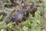 Image. Dartford Warbler