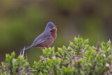 Image. Dartford Warbler