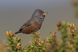 Image. Dartford Warbler