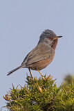 Image. Dartford Warbler