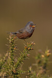 Image. Dartford Warbler