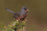 Image. Dartford Warbler