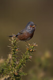 Image. Dartford Warbler