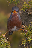 Image. Dartford Warbler