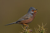 Image. Dartford Warbler