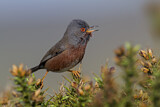 Image. Dartford Warbler