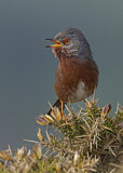 Image. Dartford Warbler
