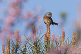 Image. Dartford Warbler
