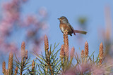 Image. Dartford Warbler