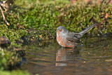 Image. Dartford Warbler