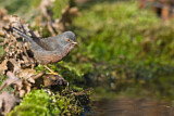 Image. Dartford Warbler