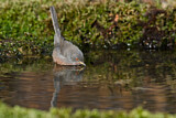 Image. Dartford Warbler