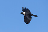 Image. Daurian Jackdaw