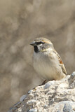 Image. Dead Sea Sparrow