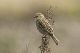 Image. Dead Sea Sparrow