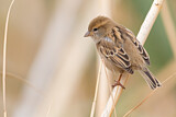 Image. Dead Sea Sparrow