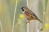 Image. Dead Sea Sparrow