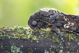 Image. Death's Head Hawk-Moth