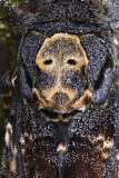 Image. Death's Head Hawk-Moth