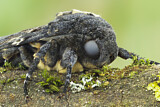 Image. Death's Head Hawk-Moth