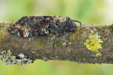 Image. Death's Head Hawk-Moth