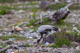 Image. Demoiselle Crane