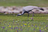 Image. Demoiselle Crane