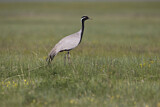 Image. Demoiselle Crane