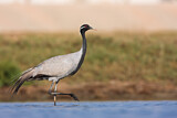 Image. Demoiselle Crane