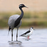Image. Demoiselle Crane