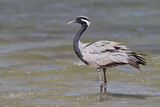 Image. Demoiselle Crane