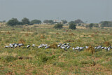 Image. Demoiselle Crane