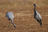 Image. Demoiselle Crane