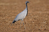 Image. Demoiselle Crane