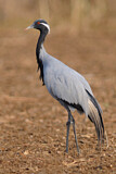 Image. Demoiselle Crane