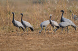 Image. Demoiselle Crane