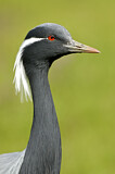 Image. Demoiselle Crane