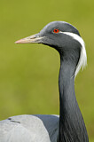 Image. Demoiselle Crane