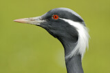 Image. Demoiselle Crane