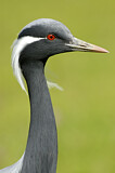 Image. Demoiselle Crane