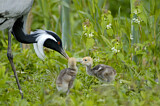 Image. Demoiselle Crane