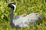 Image. Demoiselle Crane