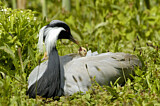 Image. Demoiselle Crane