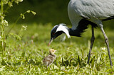 Image. Demoiselle Crane