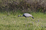 Image. Demoiselle Crane
