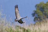 Image. Demoiselle Crane